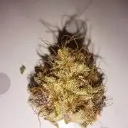 Tropicana cherry