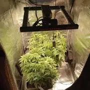 2 x LSD
