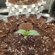 CIP KUSH