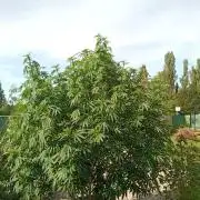 Venkacek