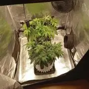 CIP KUSH