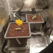 2 x LSD