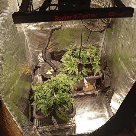 2 x LSD