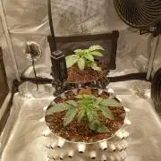 CIP KUSH