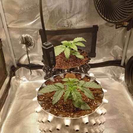 CIP KUSH