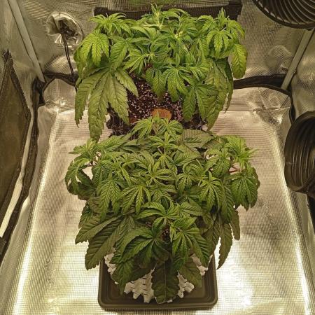 CIP KUSH