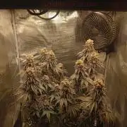 2 x LSD