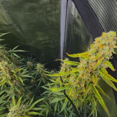 Northern Lights Auto