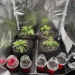 First four plants seed to harvest!