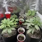 First four plants seed to harvest!