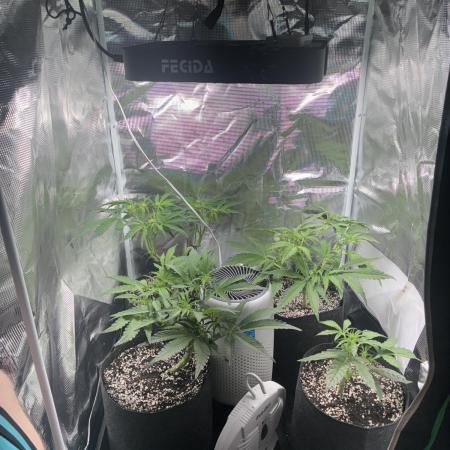 First four plants seed to harvest!