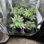 First four plants seed to harvest!