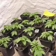 Northern light original clone+Barney mix