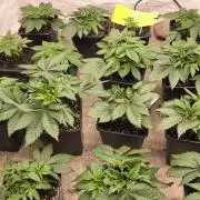 Northern light original clone+Barney mix