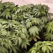 Northern light original clone+Barney mix