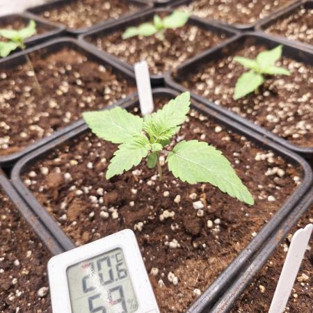 Northern light original clone+Barney mix