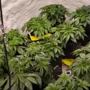 Northern light original clone+Barney mix