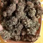 Hidroponics Black Sadow & Moon Light