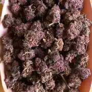 Hidroponics Black Sadow & Moon Light