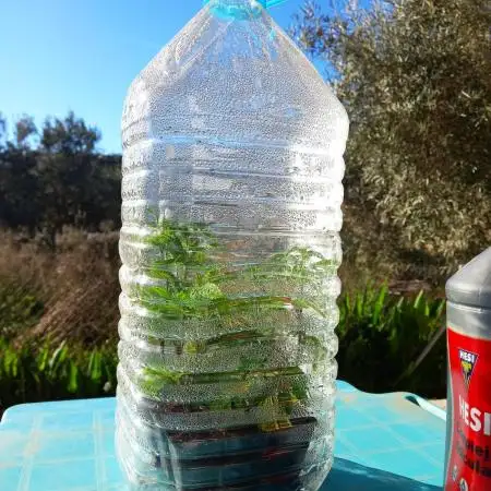 Gorilla Girl & Gelato.