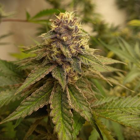 Hidroponics Black Sadow & Moon Light