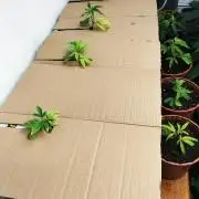 Hidroponics Black Sadow & Moon Light