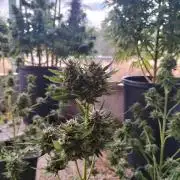 Strawberry Gorilla & Hiperion F1