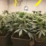 Punch Pie - Black Muffin - Gorilla Girl