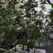 Hidroponics Black Sadow & Moon Light