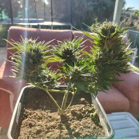 Strawberry Gorilla & Hyperion F1