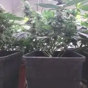 Punch Pie - Black Muffin - Gorilla Girl