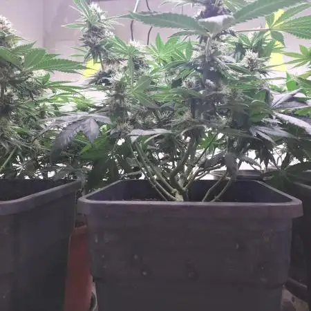 Punch Pie - Black Muffin - Gorilla Girl