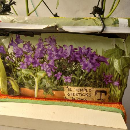 Hidroponics Black Sadow & Moon Light