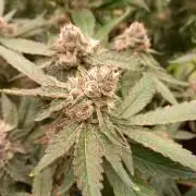 Hidroponics Black Sadow & Moon Light