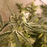 Hidroponics Black Sadow & Moon Light