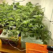 Hidroponics Black Sadow & Moon Light