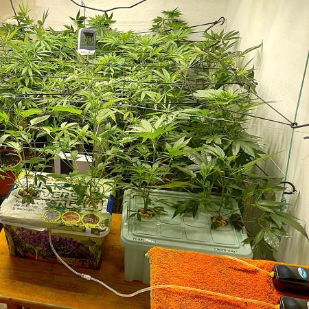 Hidroponics Black Sadow & Moon Light