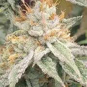 Zurple punch BX CaloZ cut