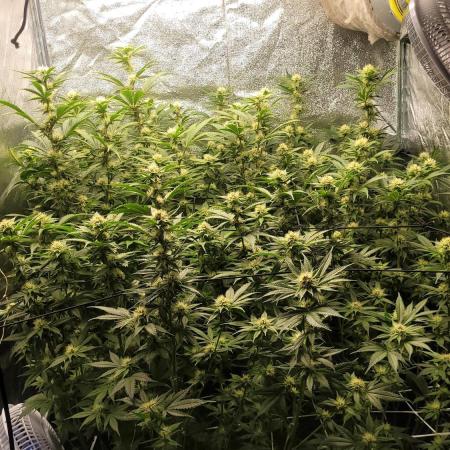 Zurple punch BX Calo_ZZ cut