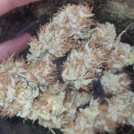 Zurple punch BX CaloZ cut