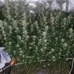 Zurple punch BX CaloZ cut