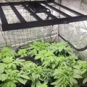 Selection from Robin hood & square one