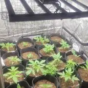 Selection from Robin hood & square one