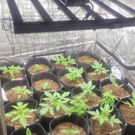 Selection from Robin hood & square one