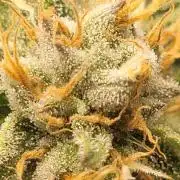 Zurple punch BX CaloZ cut