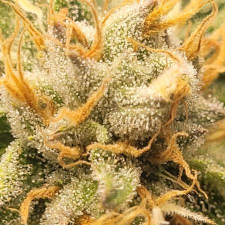 Zurple punch BX CaloZ cut