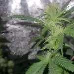 Zurple punch BX Calo_ZZ cut