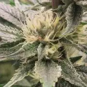 Zurple punch BX CaloZ cut