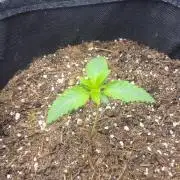 Selection from Robin hood & square one