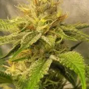 Zurple punch BX CaloZ cut